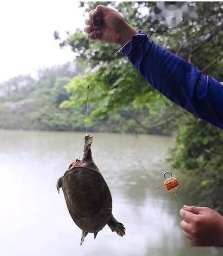 钓甲鱼的方法甲鱼 长江饲养甲鱼水位要多少？可以长期淹过身体吗