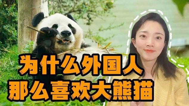 大熊猫丫丫是女的吗大熊猫丫丫近况熊猫丫丫寿命一般多少 平板