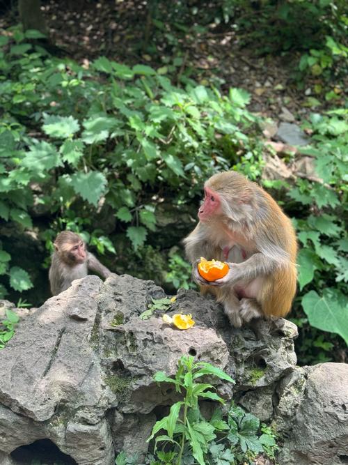 黔灵山索道开通时间黔灵山捡猴子领回家了吗旅行时，被山里的猴子抢走了东西该怎么办