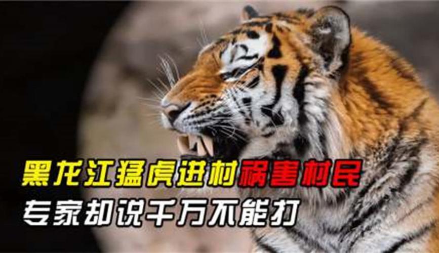 实战二字真可以抹平装备上的差距和军事素质的差距吗黑龙江猛虎进村背后的故事黑龙江猛虎进村背后